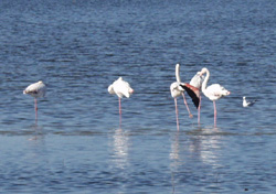 Camarque - Flamingos